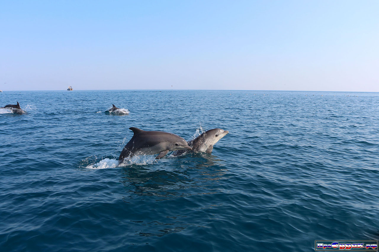 дельфины в Чёрном море