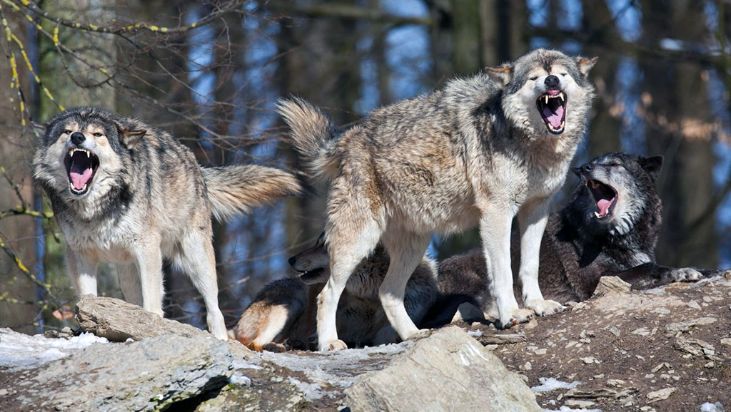 нападение волка