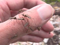 Комары в Крыму